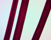 Wool Fibers small.jpg